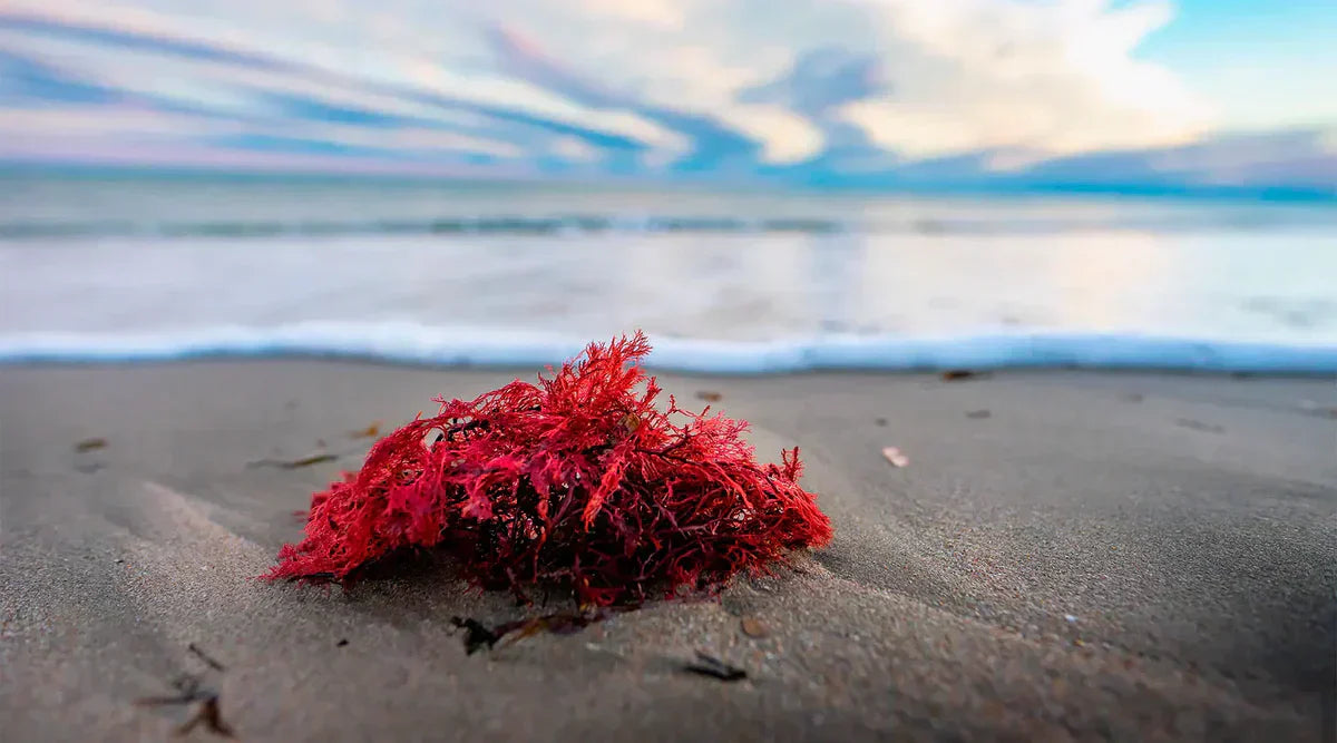 ¿Qué es la astaxantina? Definición, origen y beneficios (Guía 2025)